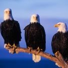 Adult bald eagles perched on branch in Alaska.