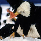 Bald eagle feeding