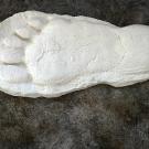 Grays Harbor County, WA "This cast was cast by Sheriff Dennis Heryford in April of 1982," says Cliff Barackman. "Over three days, numerous prints were found and cast of this individual. This cast shows excellent details, including pressure cracks and the mushrooming effect of the fat pad on the bottom of the foot as weight was placed on it. Using the shape of the foot, anatomists have reconstructed the underlying bone structure and found it to be consistent with similar reconstructions from other purported sasquatch prints taken at various times and places."