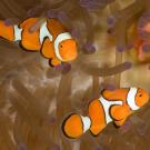 LiveScience.com took on the challenge of listing the top 500 cutest in the animal kingdom. We are sharing photos of their top 20 cutest in reverse order. Some may surprise you.
20. ClownfishiStockphoto/Thinkstock