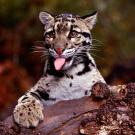 19. Clouded LeopardDLILLC/Corbis