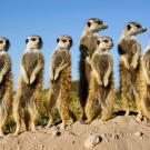 10. MeerkatMartin Harvey/Getty Images |