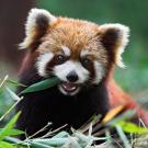 8. Red PandaFrank Lukasseck/Corbis