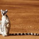 7. Ring-tailed LemurRoine Magnusson/Getty Images