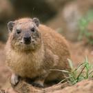 6. Rock HyraxDLILLC/Corbis