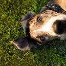 5. Dogcultura/Corbis