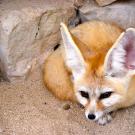 4. Fennec FoxHemera/Thinkstock