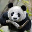 3. Giant PandaKeren Su/Corbis