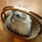 2. CatHemera/Thinkstock