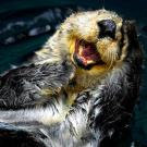 1. Sea OtteriStockphoto/Thinkstock