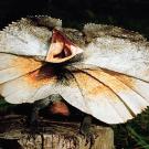 18. Frilled Neck LizardJoshua Ets-Hokin/Corbis