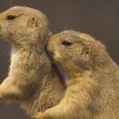 17. Prairie DogAdam Jones/Visuals Unlimited/Corbis