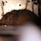 16. AntechinusLisa Maree Williams/Getty Images News