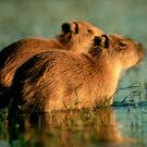 15. CapybaraJoe McDonald/CORBIS