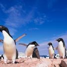 13. Adelie PenguinPaul A. Souders/CORBIS