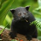 11. Binturong, also known as BearcatCameron Spencer/Getty Images News