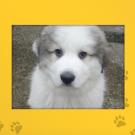 Name: Diezel