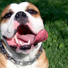 We feel you, Miley. Although, many may not understand the sticking-out-the-tongue thing, some of us get where you're going with that. It's all about delivery — more CUTE, less sexy. Here are a few pooches that pull off the look effortlessly ... Show that tongue, you cute little poochie, you!