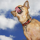 WOOF!