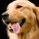 One beautiful pooch!