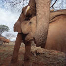 An African elephant (Loxodonta africana) orphan checking an adult's mouth for coconut meal in Tsavo East National Park, Kenya.