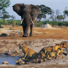 An African elephant (Loxodonta africana) approaches a lioness and her cubs.
