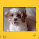 Name: Gizmo