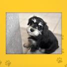 Name: Harlow