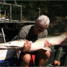 Alligator gar, like all fish, should be put back into the water as soon as possible. Once the fish can hold itself upright and propel itself unaided, it can be released.