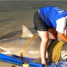 The monstrous bull shark is tied to a makeshift stretcher and its gills covered in a wet towel.