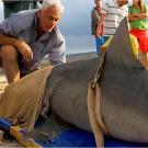Jeremy Wade wasn't satisfied with the size of the bull shark he caught in Queensland, Australia, in Season 1 of River Monsters, so he decided to go for something a little bigger in Season 2.