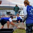 The bull shark is released back into the Zambezi River, home to hippopotamuses and crocodiles.