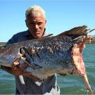 A river monster has taken a giant bite out of the dusky kob. Could it be a gigantic bull shark?
More Killer Fish Photos | About the Bull Shark | Bull Shark Caught in River (video)