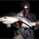 Yes, there are sharks in some freshwater rivers. Jeremy Wade holds a five-foot bull shark captured in Australia's Brisbane River.