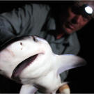 Jeremy Wade says that hooking a bull shark felt like nothing he'd ever hooked in a river before. The fish sliced at great speed through the water, making several rapid changes of direction.