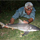 The bull shark flexed strongly several times on land, making it hard to restrain. After verifying the fish's identity, Jeremy put it back in the river and moved it through the water to aerate the blood in its gills before letting it go.