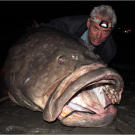 Jeremy Wade with a gigantic Queensland grouper, the largest fish he'd ever caught prior to Season 2 of River Monsters.