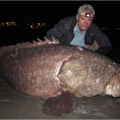 Also known as the giant grouper, the Queensland grouper is the largest bony fish found in coral reefs, and the aquatic emblem of Queensland, Australia.
More Killer Fish Photos | About the Bull Shark | Sharks Thriving in Freshwater (video) | Catching a Bull Shark (video) | Gigantic Queensland Grouper (video)