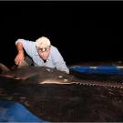 The sawfish has a flat body, perfect for coasting along the riverbed. Like stingrays, its mouth and nostrils are found on the flat underside of its body instead of up front.