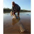 Inside its mouth, the freshwater sawfish has some 17,000 small teeth. Its outer teeth can reach up to two inches long.