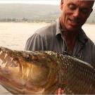 The main challenge of hooking a goliath tigerfish is rigging the bait. The fish typically chops off the rear end or underside of the bait, so you have to have more than one hook to catch one. However, if you have too many hooks, the fish won't even look at your bait. So the goliath tigerfish is by no means a dumb predator; deceiving it can be very hard.