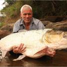 The goliath tigerfish lives in one of the most remote regions of the world: the Congo River in the heart of Central Africa, where very few outsiders go. The difficulty in reaching its habitat only adds to the difficulty of the catch.