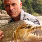 The goliath tigerfish is considered the African equivalent of the South American piranha. There are two big differences between these fish though: piranhas hunt in packs while the goliath tigerfish is a solitary hunter, and the goliath tigerfish is absolutely enormous compared to the piranha.
