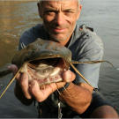 The goonch catfish has been accused of a number of attacks on humans, including the death of an 18-year-old Nepali in 2008, who was dragged down into the river by what witnesses described as an "elongated pig." Two similar attacks were reported in 1988.