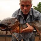 Not a pretty fish, the African lungfish is a harmless but truly frightening-looking river monster. The largest specimens can reach about 6.6 feet in length.