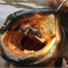 The African lungfish's "lung" contains many thin-walled blood vessels that absorbed oxygen gulped into the lung when the fish comes to the surface to breathe. Adults have reduced gills and mainly take in oxygen through breathing.
More Killer Fish Photos | About the Kamba Catfish | About the Vundu Catfish | How to Catch a Congo Catfish (video) | Catfish Still Alive at Market (video) | Belching African Lungfish (video) | Killer Congo Catfish (video)