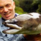 The New Zealand longfin eel is one of three freshwater eels found in New Zealand. The other two are the short-finned eel and the speckled longfin eel.