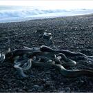 Longfin eels only breed once, at the end of their lives. They swim nearly 5,000 miles from New Zealand to the Pacific Ocean — an epic journey for an eel — to mate. Their larvae reach New Zealand by drifting on ocean currents.