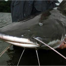 Jeremy Wade says the piraiba catfish is "the toughest adversary an Amazon fisherman can face." This powerful fish can drown a wrestling fisherman by dragging him to the bottom of the river. One story tells of a fisherman diving down to untangle a fishing net and vanishing, only to reappear hours later over halfway down the gullet of a giant piraiba.