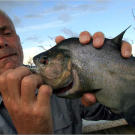 Getting a black piranha to take the bait is relatively simple — just whisk the water with the tip of the rod to mimic something thrashing at the surface and one will respond — but actually hooking this lightening-fast fish can be a bit more challenging. Most will clean the hook before the fisherman can react.